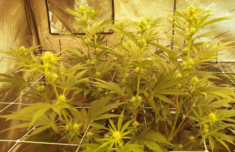 The Garden 2026-1 - HSC Mountaintop Mint. Week 8 - 56 days