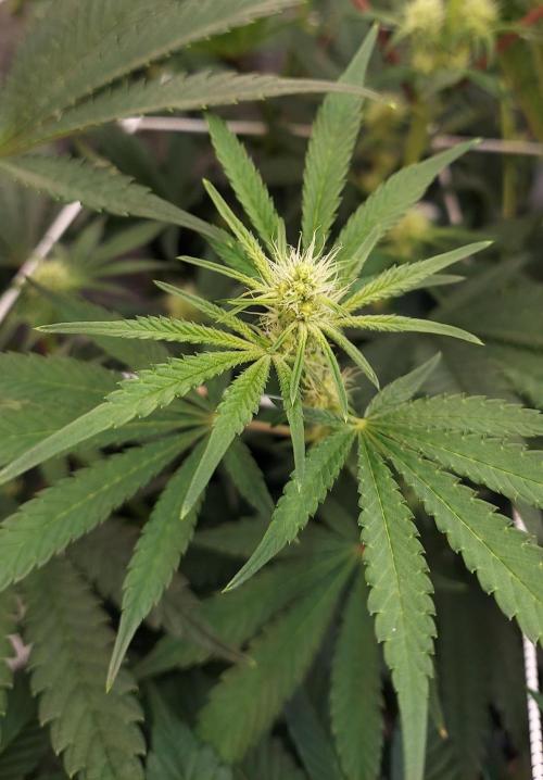 The Garden 2026-1 - HSC Mountaintop Mint. Week 8 - 56 days