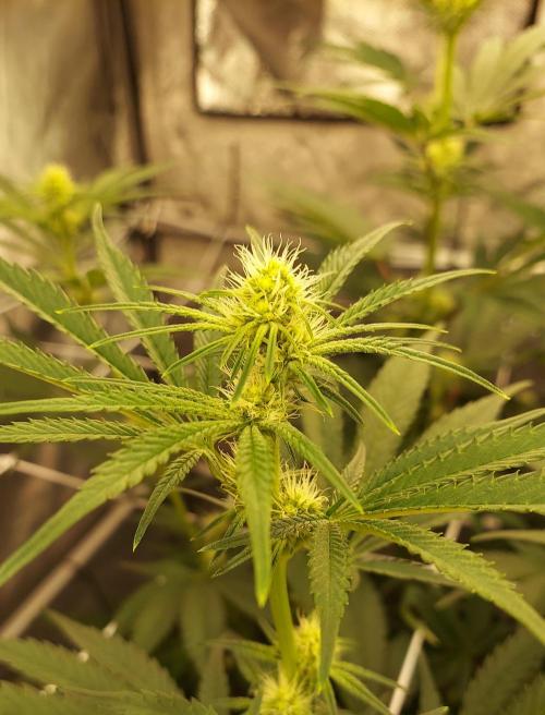 The Garden 2026-1 - HSC Mountaintop Mint. Week 8 - 56 days