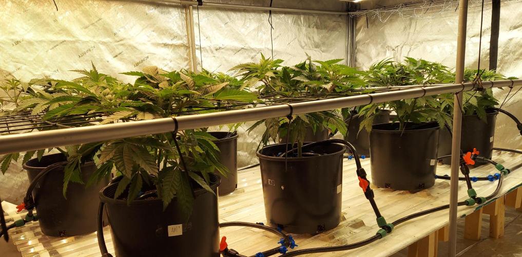 The Garden 2026-1 -- MSNL Animal Mints. Week 8 - 38 days - comparison, start of flower