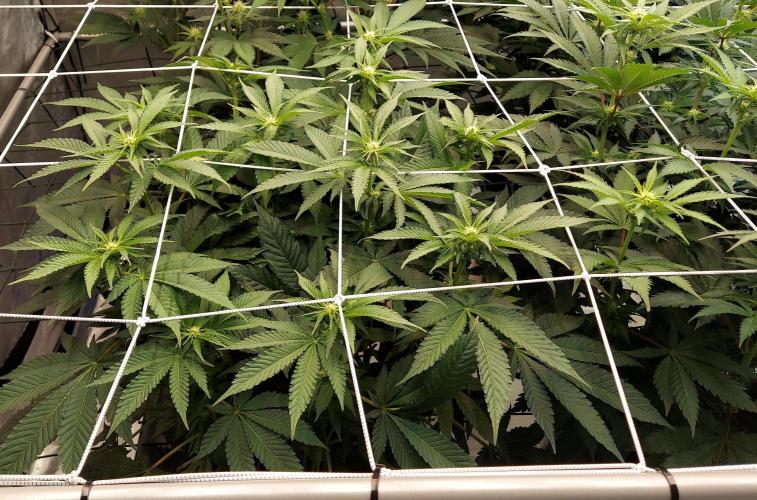 The Garden 2026-1 -- MSNL Animal Mints. Week 8 - 56 days