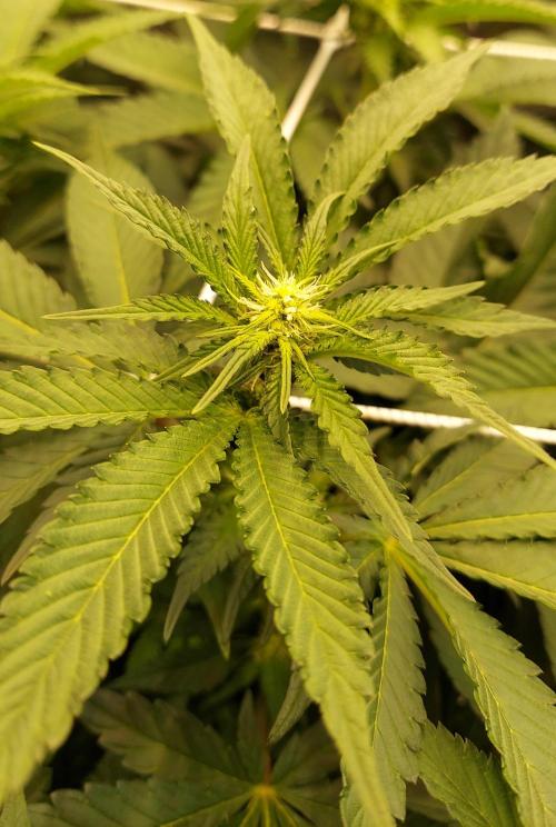 The Garden 2026-1 -- MSNL Animal Mints. Week 8 - 56 days