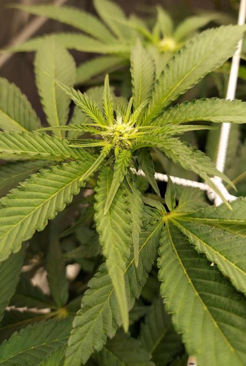 The Garden 2026-1 -- MSNL Animal Mints. Week 8 - 56 days