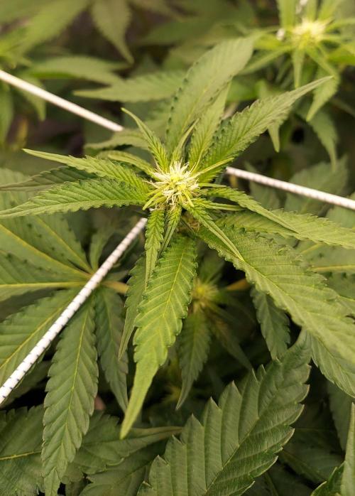 The Garden 2026-1 -- MSNL Animal Mints. Week 8 - 56 days