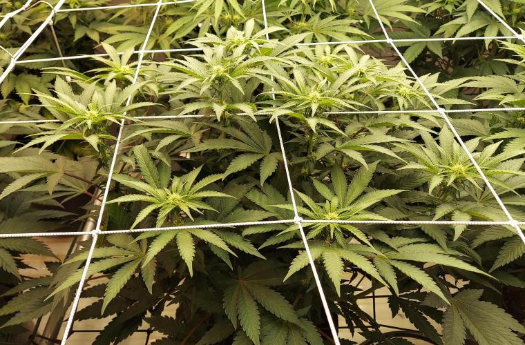 The Garden 2026-1 -- MSNL Animal Mints. Week 8 - 56 days