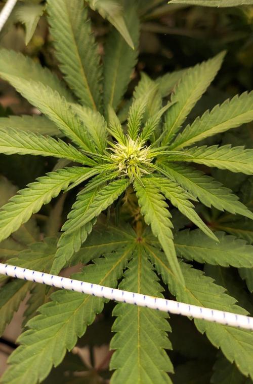 The Garden 2026-1 -- MSNL Animal Mints. Week 8 - 56 days