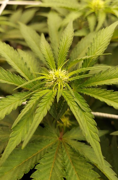 The Garden 2026-1 -- MSNL Animal Mints. Week 8 - 56 days