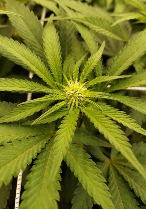 The Garden 2026-1 -- MSNL Animal Mints. Week 8 - 56 days