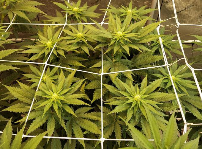 The Garden 2026-1 -- MSNL Animal Mints. Week 8 - 56 days