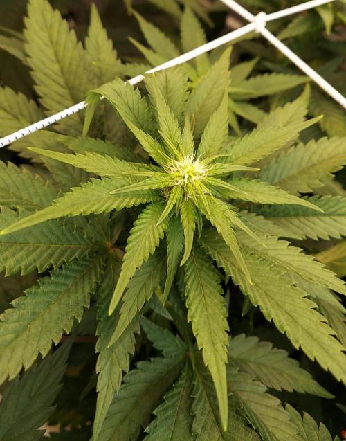 The Garden 2026-1 -- MSNL Animal Mints. Week 8 - 56 days