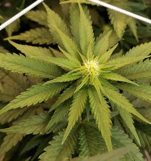 The Garden 2026-1 -- MSNL Animal Mints. Week 8 - 56 days