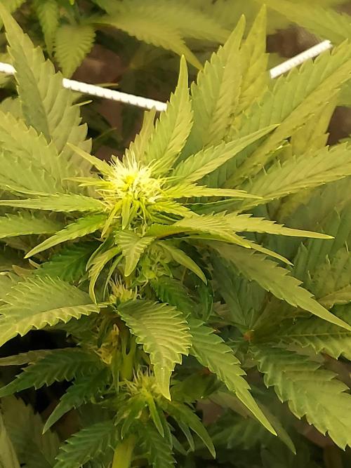 The Garden 2026-1 -- MSNL Animal Mints. Week 8 - 56 days