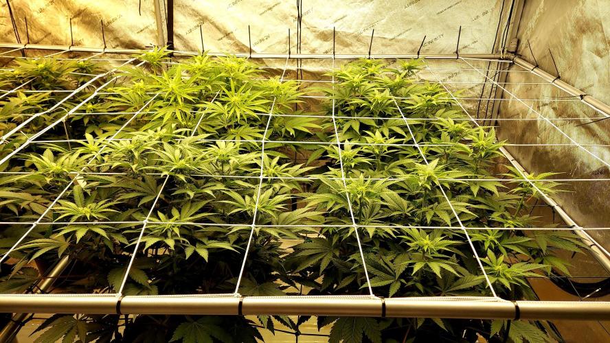 The Garden 2026-1 -- MSNL Kush Mints. Week 8 - 56 days