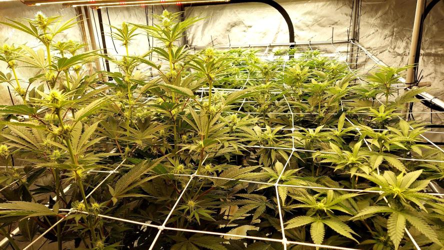 The Garden 2026-1 -- MSNL Kush Mints. Week 8 - 56 days