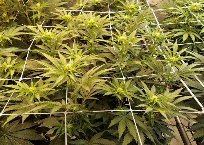 The Garden 2026-1 -- MSNL Kush Mints. Week 8 - 56 days KM1