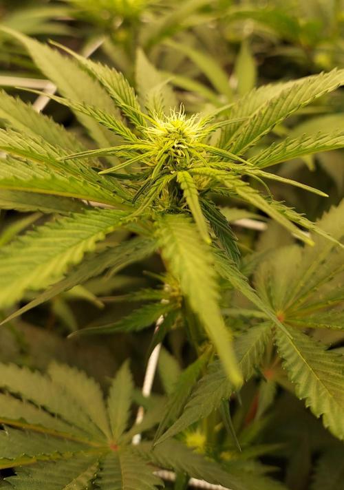 The Garden 2026-1 -- MSNL Kush Mints. Week 8 - 56 days