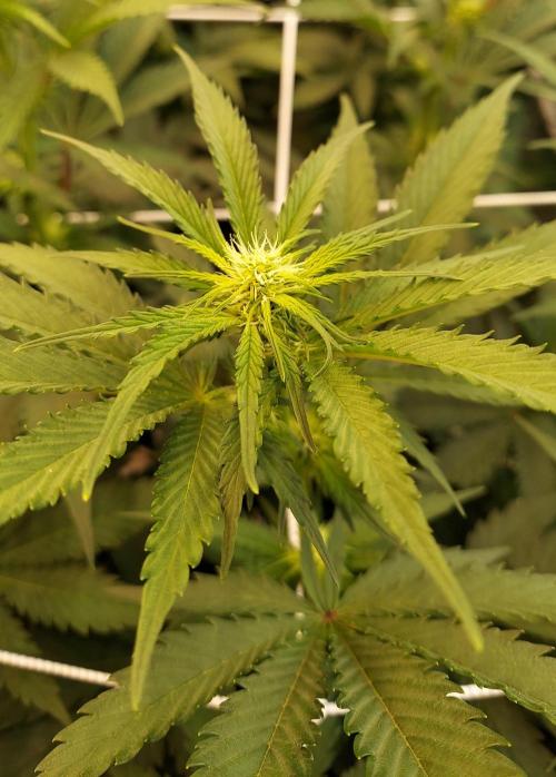 The Garden 2026-1 -- MSNL Kush Mints. Week 8 - 56 days