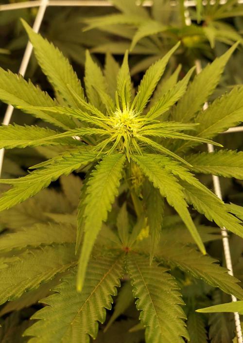 The Garden 2026-1 -- MSNL Kush Mints. Week 8 - 56 days