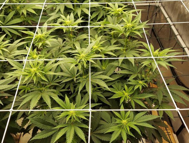 The Garden 2026-1 -- MSNL Kush Mints. Week 8 - 56 days KM2