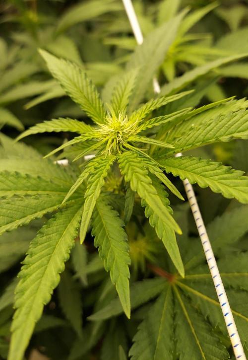 The Garden 2026-1 -- MSNL Kush Mints. Week 8 - 56 days