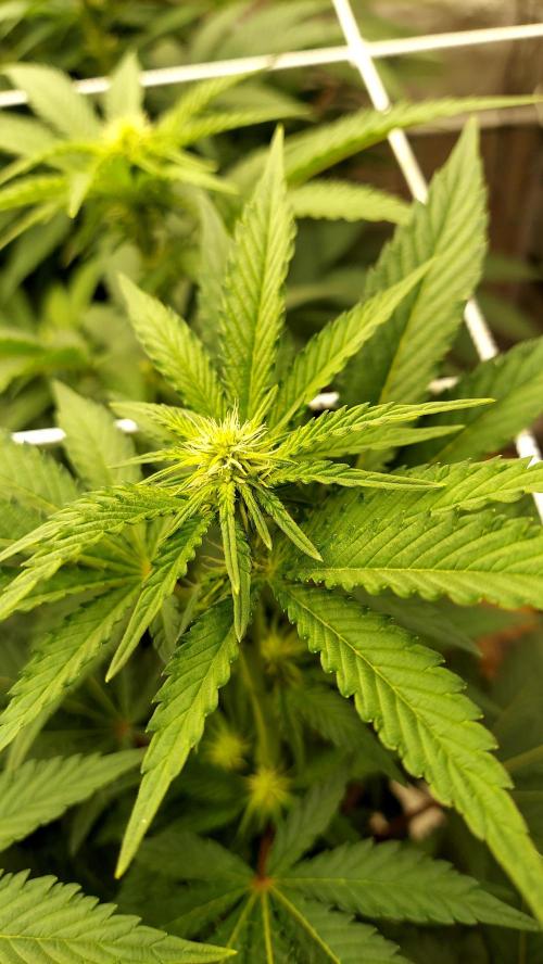 The Garden 2026-1 -- MSNL Kush Mints. Week 8 - 56 days