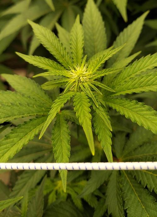 The Garden 2026-1 -- MSNL Kush Mints. Week 8 - 56 days