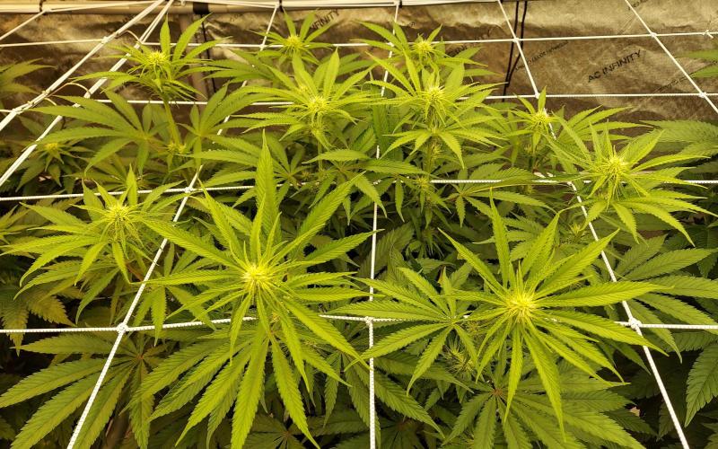 The Garden 2026-1 -- MSNL Kush Mints. Week 8 - 56 days KM3