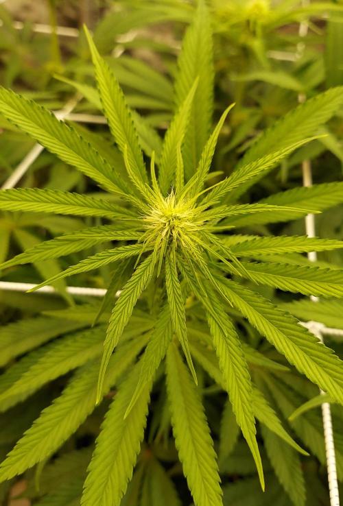 The Garden 2026-1 -- MSNL Kush Mints. Week 8 - 56 days