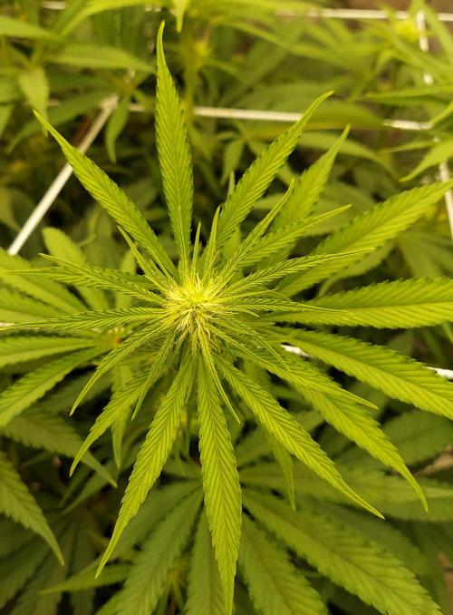 The Garden 2026-1 -- MSNL Kush Mints. Week 8 - 56 days