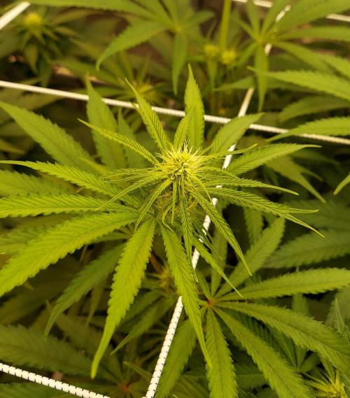 The Garden 2026-1 -- MSNL Kush Mints. Week 8 - 56 days