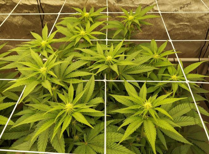 The Garden 2026-1 -- MSNL Kush Mints. Week 8 - 56 days KM4