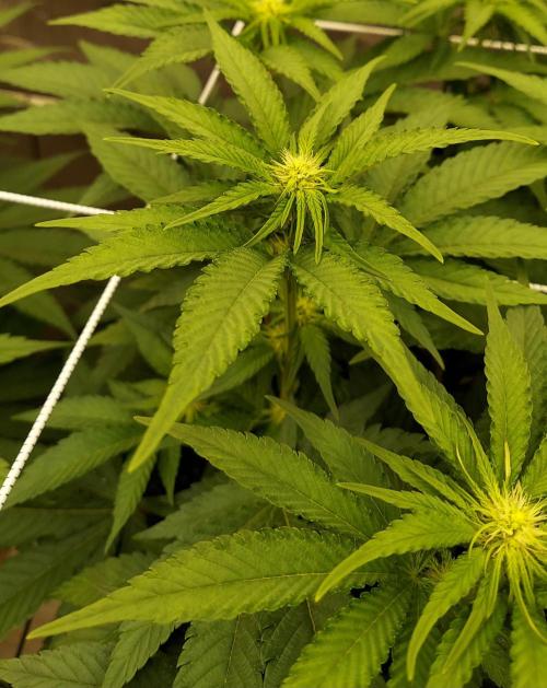 The Garden 2026-1 -- MSNL Kush Mints. Week 8 - 56 days