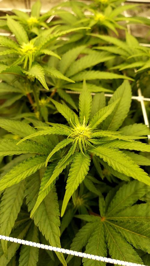 The Garden 2026-1 -- MSNL Kush Mints. Week 8 - 56 days