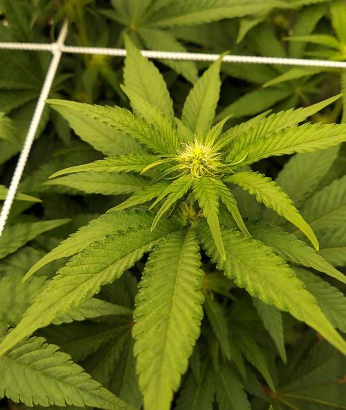 The Garden 2026-1 -- MSNL Kush Mints. Week 8 - 56 days