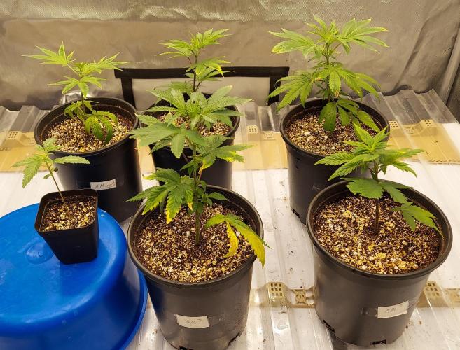 The Garden 2026-1A - MSNL Fem Breeding. Week 1 - Day 0 after potting up