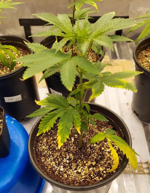 The Garden 2026-1A - MSNL Fem Breeding. Week 1 - Day 0 after potting up - AM2