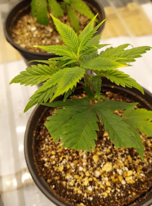 The Garden 2026-1A - MSNL Fem Breeding. Week 1 - Day 0 after potting up - AM3