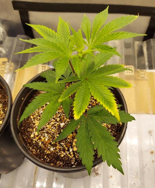 The Garden 2026-1A - MSNL Fem Breeding. Week 1 - Day 0 after potting up - KM2