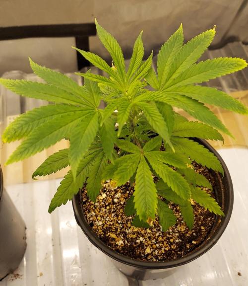 The Garden 2026-1A - MSNL Fem Breeding. Week 1 - Day 0 after potting up - KM3