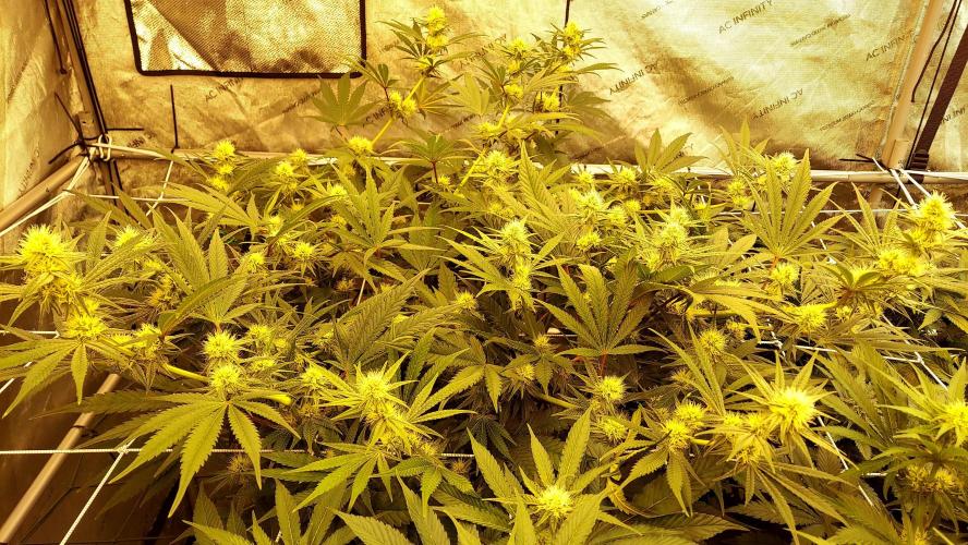 The Garden 2026-1 - HSC Mountaintop Mint. Week 9 - 63 days - mm