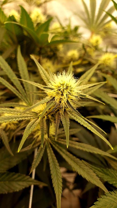 The Garden 2026-1 - HSC Mountaintop Mint. Week 9 - 63 days - mm