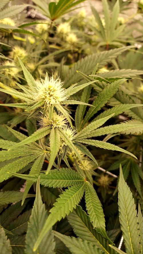 The Garden 2026-1 - HSC Mountaintop Mint. Week 9 - 63 days - mm