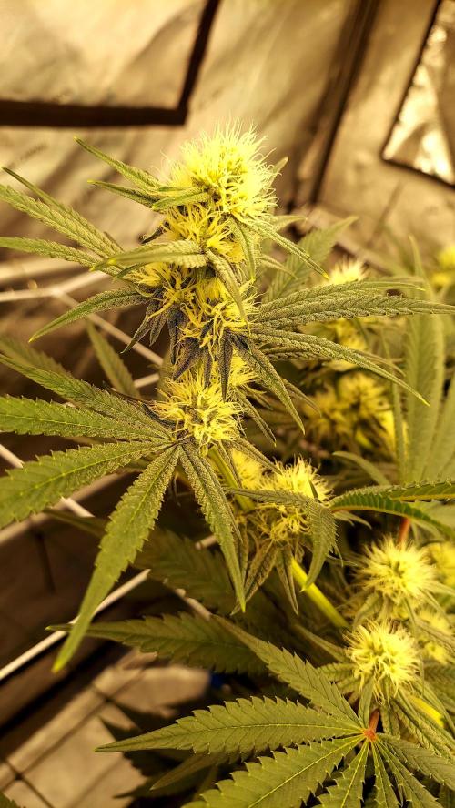 The Garden 2026-1 - HSC Mountaintop Mint. Week 9 - 63 days - mm