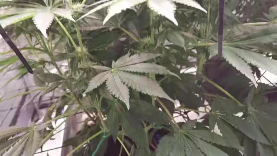 The Garden 2026-1 -- MSNL Kush Mints