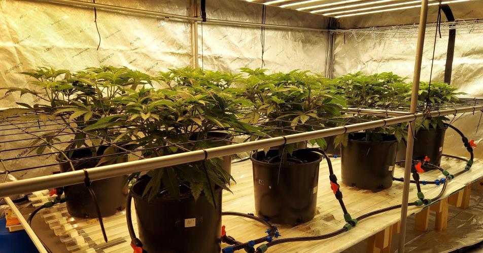 The Garden 2026-1 -- MSNL Kush Mints. Week 9 - 42 days