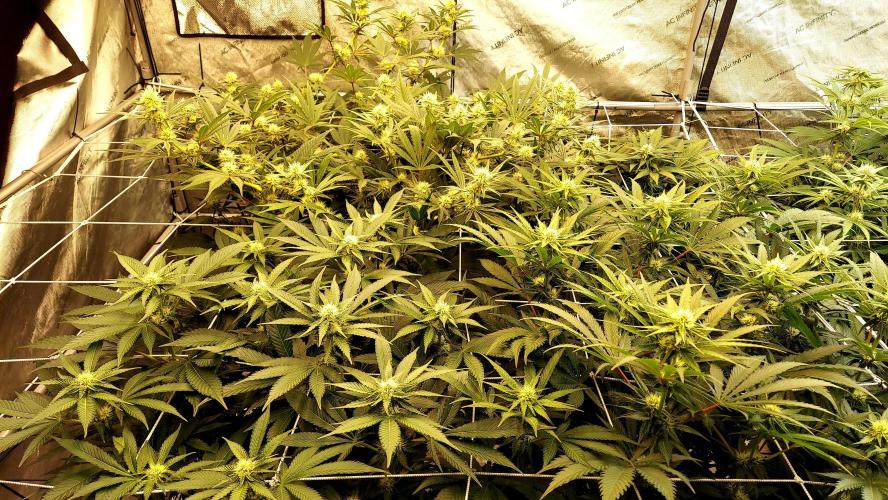 The Garden 2026-1 -- MSNL Kush Mints. Week 9 - 63 days