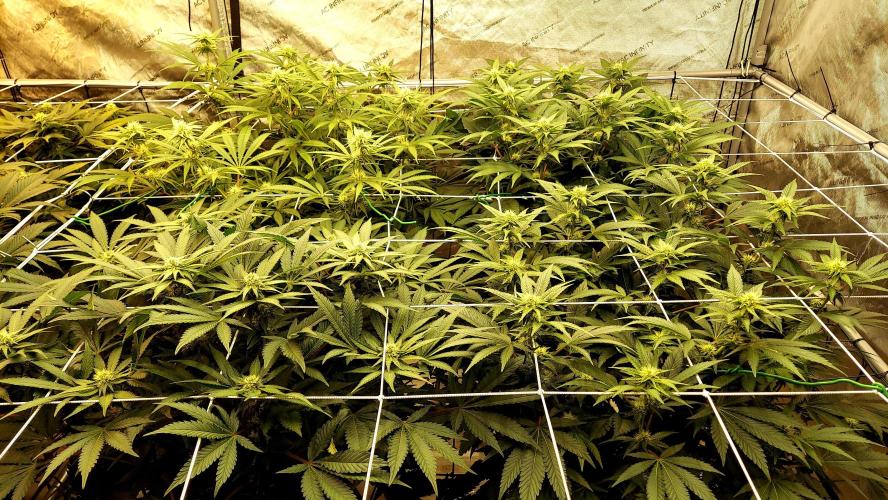 The Garden 2026-1 -- MSNL Kush Mints. Week 9 - 63 days