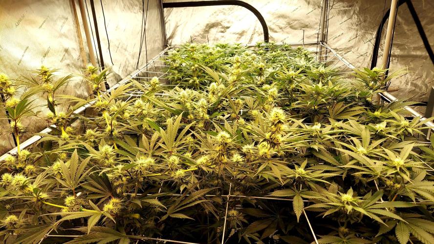 The Garden 2026-1 -- MSNL Kush Mints. Week 9 - 63 days