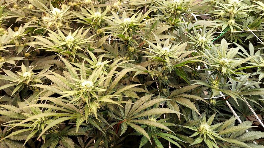 The Garden 2026-1 -- MSNL Kush Mints. Week 9 - KM1