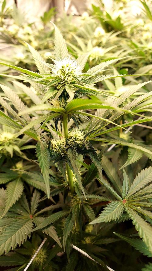 The Garden 2026-1 -- MSNL Kush Mints. Week 9 - KM1